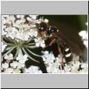 Mellinus crabroneus - Grabwespe w23 12mm - OS-Wallenhorst Sandgrube.jpg